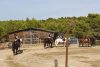 camping near an Aude equestrian centre