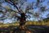 Bize Minervois a three-hundred-year-old olive tree