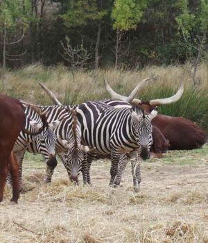 Réserve Africaine de Sigean