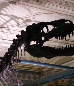 Dinosaurus Museum