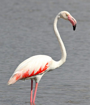 Roze flamingo's